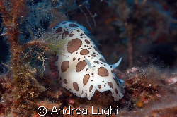 Discodoris Atromaculata shot near Elba island by Andrea Lughi 